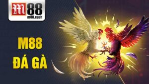 M88 Đá gà: Chơi đá gà trực tiếp Thomo/Philippines siêu hay 4 M88 Đá gà